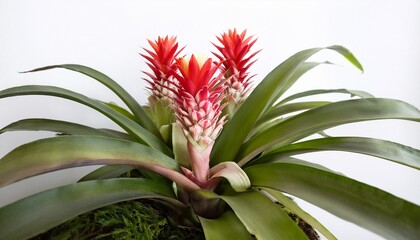 Obraz premium red and yellow flower