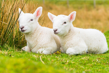 Obraz premium Cute little lambs sitting in a meadow behind a bush. On a slight overcast day, soft light. Horizontal 