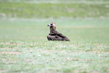 Rare bearded vulture, Gypactus barbatus, hawk, sitting in alpine summer vegetation, head on, copy...
