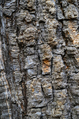 Tree bark texture closeup. Natural background.