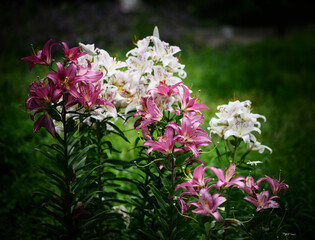 White and pink lily flowers in the garden.
