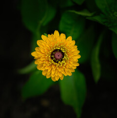 Flower of Zinnia in the garden. Selective focus with shallow depth of field.