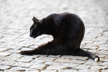 Obraz premium Black cat sitting on cobblestone street