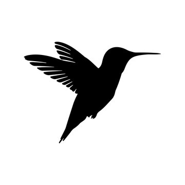 Colibries silhouette icon vector flat design.