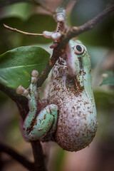 Australian blue tree frog, litoria (Litoria caerulea).
