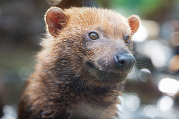 Obraz premium Bush dog (Speothos venaticus) in nature. Bush dogs are found from Panama in Central America, through much of South America.