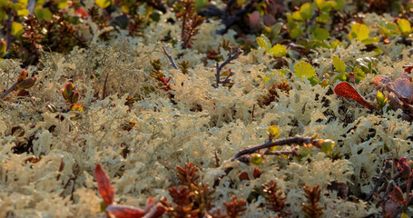 Arctic Tundra lichen moss close-up.