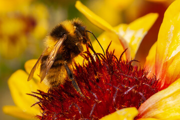 Bumblebee collecting pollen on a flower head