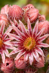 Pink sempervivum flower petals and buds