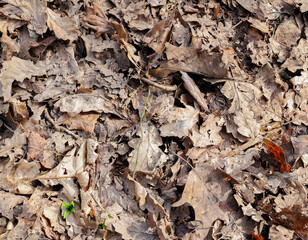 A blanket of autumn leaves on the forest floor