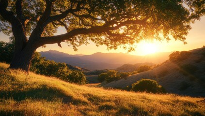 Fototapeta premium Tree on a grassy hill with mountains in the background at sunset.