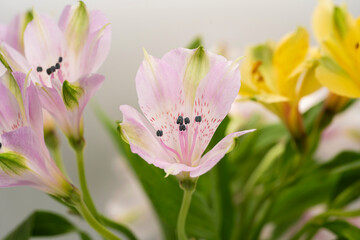 Obraz premium Close-up of alstroemeria flowers, beautiful screensaver background picture of flowers