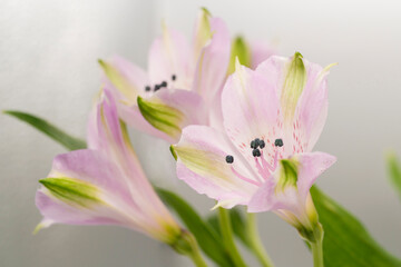 Fototapeta premium Close-up of alstroemeria flowers, beautiful screensaver background picture of flowers
