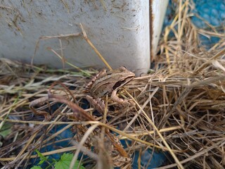 Frog Living in the Garden 