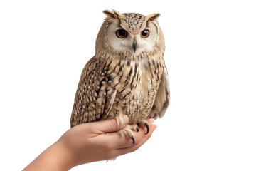 human hand holding owl on transparent background