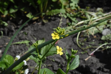 Bright Wild Mustard Flower Blooming in the Field