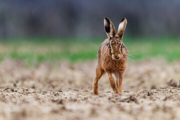 Forward Hare tongue out