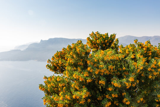 Fleurs jaune dor&eacute; d'un arbuste au soleil, paysage m&eacute;diterran&eacute;en avec mer et montagne bleut&eacute;e en arri&egrave;re plan, luzerne arborescente