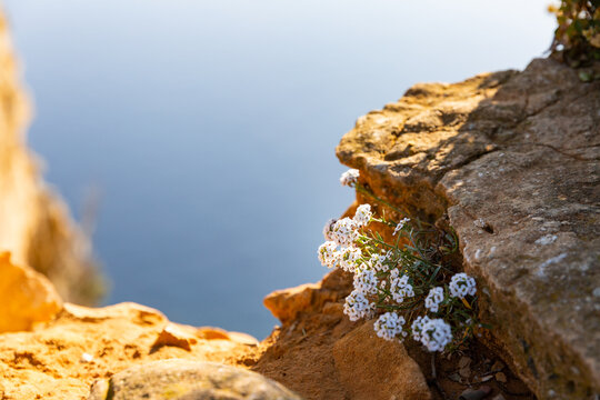 Fleurs blanches sur une falaise au soleil avec la mer en fond, alysson maritime