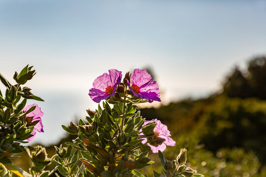 Fleurs rose fuchsia au soleil dans paysage m&eacute;diterran&eacute;en sur fond de collines, ciel et mer, ciste cotonneux