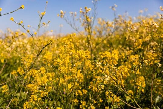 Champ de fleurs sauvages jaune soleil et ciel bleu