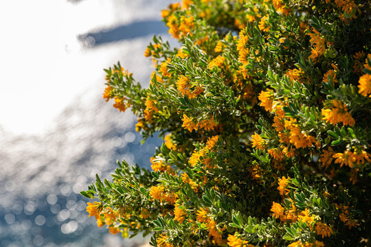 Fleurs jaune dor&eacute; d'un arbuste au soleil avec mer en arri&egrave;re plan, luzerne arborescente
