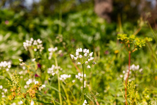 Pairie de fleurs blanches sauvages et herbes folles au soleil, ail de Naples