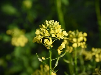 Bright Wild Mustard Flower Blooming in the Field