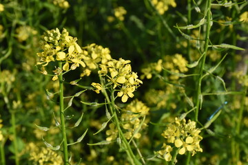 Bright Wild Mustard Flower Blooming in the Field