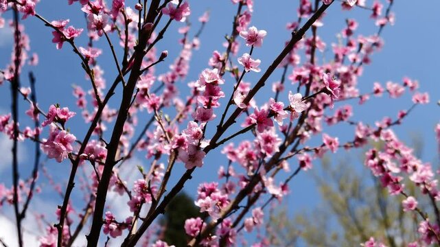 Beautifual Pink Peach Blossoms in a Gerden