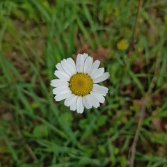 daisies bloom in spring.