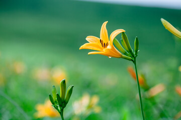 霧ヶ峰高原のニッコウキスゲの群落2