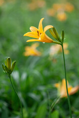 Obraz premium 霧ヶ峰高原のニッコウキスゲの群落3