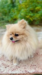 Pomeranian Spitz is a breed of dog	
