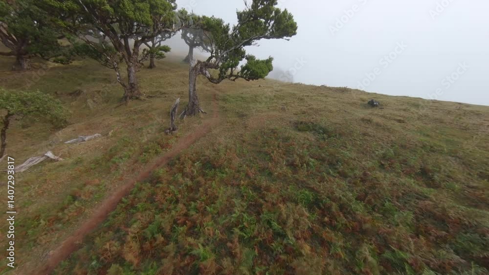 Poster fanal forest in madeira captured with an fpv drone, highlighting misty terrain and unique trees