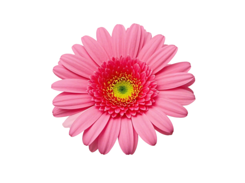 Pink Gerbera Daisy Close-Up, Isolated Transparent Background