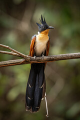 Wild Chestnut-winged Cuckoo Perched Calmly in Woodland Environment