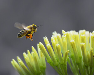 bee on a flower