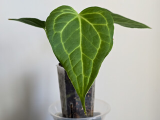 Anthurium Delta Force: Single, dark green, heart-shaped leaf with prominent light green veins....