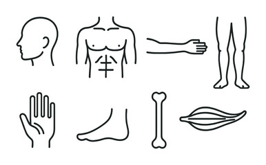 outline vector icons of human anatomy: head, torso, arms, legs, hands, feet, bones, muscles. No text. The icons should be clean. isolated transparent background. Line icons in black colour.