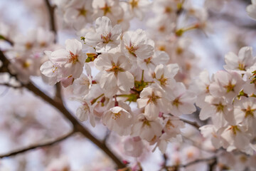 Fototapeta premium abstract cherry blossom, Soft focus, Background