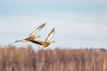 greylag geese