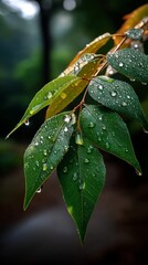 Obraz premium Morning Dew on Lush Green Leaves Forest Floor Macro Photography Nature Close-up Serenity