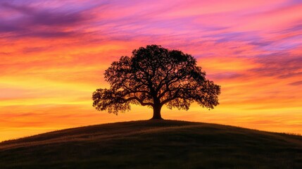 Obraz premium hill isolated oak tree