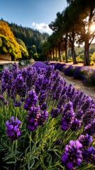 Fototapeta premium Lavender Blooming Festival Scenic Lavender Field Nature Photography Vibrant Environment Close-Up View Seasonal Beauty