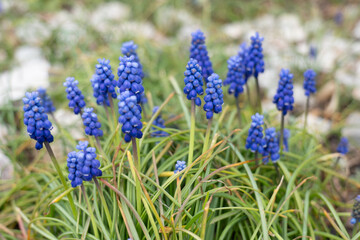 Close-up of vibrant blue grape hyacinths blooming in a garden during springtime, surrounded by green leaves and natural background.