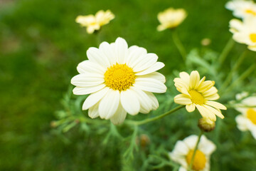 Fototapeta premium Blooming marguerite daisies (Leucanthemum vulgare) with white petals and yellow centers in a green garden, captured in soft natural light.