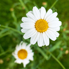 Obraz premium Blooming marguerite daisies (Leucanthemum vulgare) with white petals and yellow centers in a green garden, captured in soft natural light.