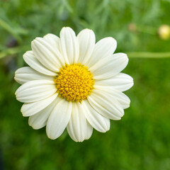 Obraz premium Close-up of a blooming marguerite daisy (Leucanthemum vulgare) with white petals and yellow center against a green blurred background.