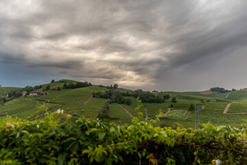 Vineyard in Piedmont landscape